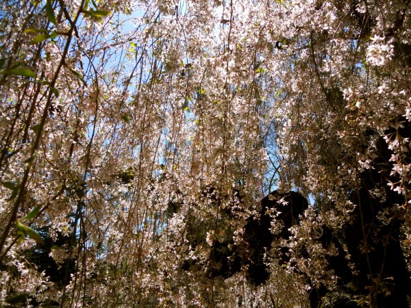 Cherry Blossoms: Brooklyn Botanic Garden