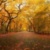 Central Park in Autumn, NYC