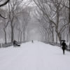 Central park in the snow by Ralph Hockens | https://www.flickr.com/photos/rhockens/3200798292/in/photolist-5SQVPs-bgqpvK-7CbBuE-qELYRV-7EEX4r-bgqqzB-mSFito-bgqu3v-bgquLn-bgqpR2-7EJKCY-5T8Wzh-dTUCzo-7EJNoU-qsLtRc-7EJHdy-dX4QJW-aT2mnr-7Da47t-dXLPZm-9aQWPx-9aTSM5-jJMDeh-9aU8Bf-e2zWhT-9aQTtn-kbSA5X-qb9iCt-7HqMoQ-9fNsAx-7AWTH5-bWCHg7-93RQ3t-7CaZjJ-9aR4it-bhpufk-9aUeRd-9bgWPS-99nWWZ-4nQfdc-9aU3EW-5zJBYo-9aR62c-qgkdxj-9aR2Xc-dU6T7f-bWCEXu-7AZDME-6dJ47k-cPmT79